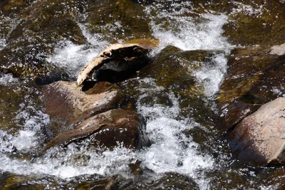 DSC_3602 (Large).JPG